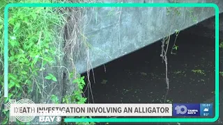 13-foot alligator killed after human remains found in Largo waters, deputies say