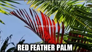 TOP MOST BEAUTIFUL TYPES OF PALM 🌴.#youtubevideo #garden #garden #viral #palm #trending