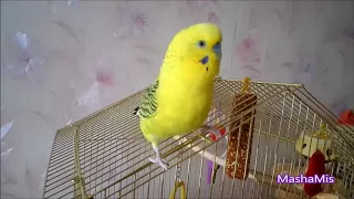 Танцует попугай Петруша/Dancing parrot