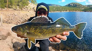 Fishing for Wild Colorado Walleye in a Reservoir That Isn't Even Supposed to Have Them Living In It!