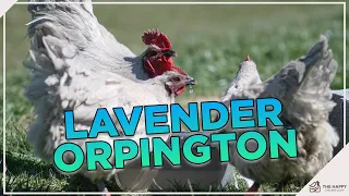 Why You Need A Lavender Orpington And How To Breed One