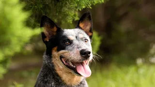 Exploring the Unique Temperament of Australian Cattle Dogs