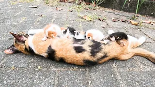 Mother cat worried because her 5 kittens  showing no sign of life!