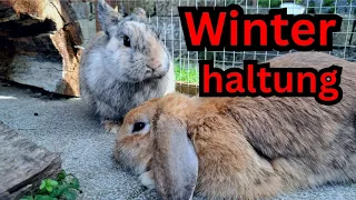Kaninchen im Winter draußen halten / Was du tun solltest und was nicht