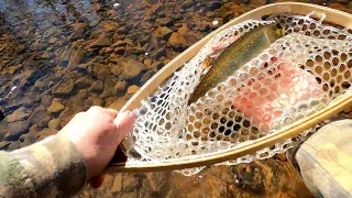 First Trip 2024 Spin Fishing for Nova Scotia Brook Trout. Awesome First Day