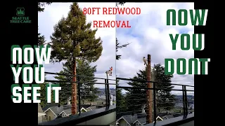 Coastal Redwood Removal 4x as Fast in Seattle