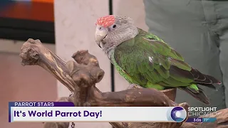 It's World Parrot Day!