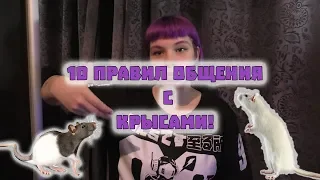 10 ПРАВИЛ ОБЩЕНИЯ С КРЫСАМИ! ДЕКОРАТИВНЫЕ КРЫСЫ:СОДЕРЖАНИЕ И УХОД!