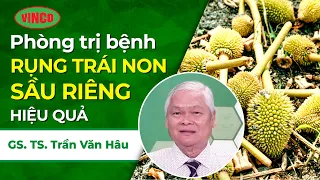 Phòng trị bệnh RỤNG TRÁI NON sầu riêng từ GS. TS Trần Văn Hâu