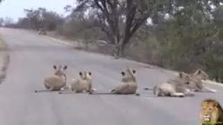 Largest Lion Pride Ever Blocking Road In Kruger Park hd