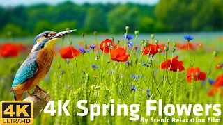 4K Spring Flowers 🌼 Amazing Colors of Spring Flowers 🌼 4K Nature Relax Video with Nature Sounds