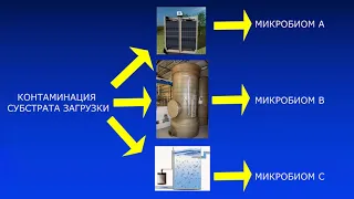 Бактерии в биофильтре. Как заселить?