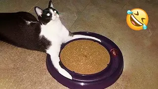 😂 LAUGH Non-Stop With These Funny Cats 😹 - Best Funniest Cats Expression Video 😇 - Funny Cats Life