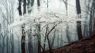 Hazmburk, Točník a Havraní skály v Českém Středohoří :: Fotovlog #  134 :: Krajinářská fotografie