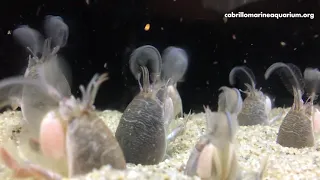 Sand Crab Feeding