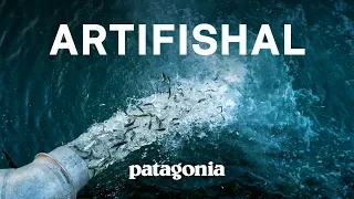 Artifishal: The Fight to Save Wild Salmon | Patagonia Films