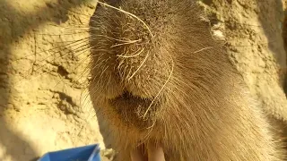 【カピバラ】癒しの鳴き声「キュルルルルルル♫」