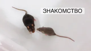 Знакомлю Мигу с новыми крысами 🐀