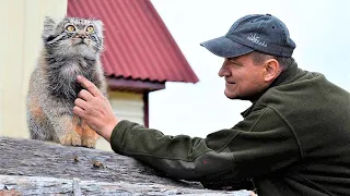 Мужчина вырастил котенка, не зная, что он опасный хищник. Однажды зверь показал на что способен