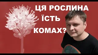 РОСЛИНА З ЕКЗОСКЕЛЕТОМ У ШАФІ. Коли ти на пів ставочки "хижак"