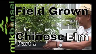 Chinese Elm Forest field grown bonsai trees Part 1