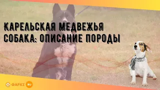 Карельская медвежья собака: описание породы