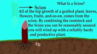 What is Grafting? l Artificial Propagation (Animation)