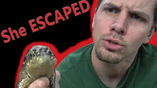 NEW LIZARD ESCAPES!