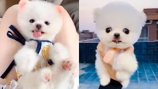 Baby Pomeranian - Funny and Cute Pomeranian Videos Compilation #22