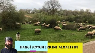 HANGİ BÖLGEDE HANGİ KOYUN ALINIR (Merinos Sakız İvesi Küçükbaş Koyun Irklarımız)