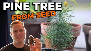 Growing a Pine Tree From Seed - Part 2