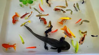 Catch Beautiful Ornamental Fish, Betta, Tetra, Radtang, Oranda, Axolotl, turtle, Molly, Spadefish