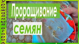 НАДЕЖНЫЙ "ДЕДОВСКИЙ" СПОСОБ ПРОРАЩИВАНИЯ СЕМЯН ОГУРЦОВ!