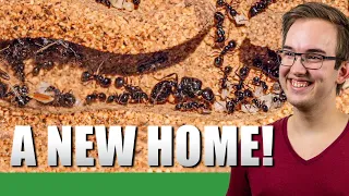IT'S TIME FOR A BIGGER NEST! | Old Messor Barbarus Update #3 - Ant Holleufer