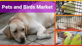 Pets and Birds Market 🐱🐶/ Big Tollinton Market / Cats market / Birds Fantasy / @RJButt786