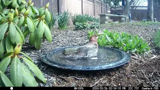 Bird Bath, March 26, 2024 (2/2)