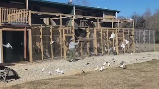 Iranian pigeons (Majid collection.  Atlanta  GA)