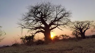 Chitake and Mana Pools Safari