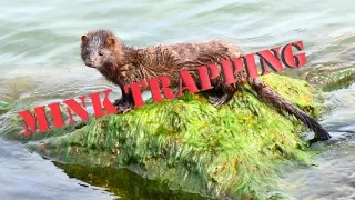 Mink Trapping- Basic Snaring