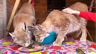 LYNX HANNA IS 4 YEARS OLD! / Big cats reaction on crayfish