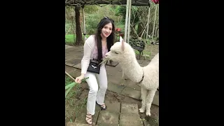 Alpaca