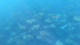 Manta Ray Migration Is Mesmerising