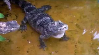 Chinese Alligator bellowing