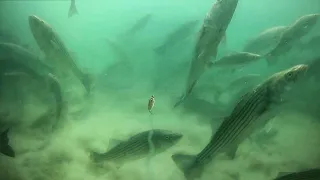 The Most Exciting Underwater Striped Bass Footage I've Ever Filmed!