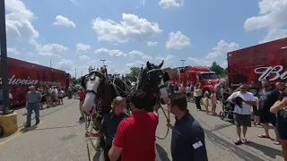 Budweiser Clydesdale 8-4-2019 Family Fare Sparta MI