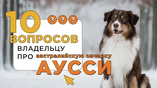 10 вопросов об АВСТРАЛИЙСКОЙ ОВЧАРКЕ 🐶