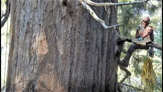 Climbing Old Growth Giant Sequoia Trees 2021 in 4K, 10 minutes