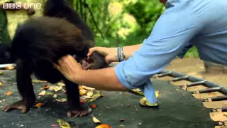 Making a Bonobo laugh   Animals in Love  Episode 1   BBC One clip18