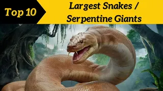 Top 10 Largest Snakes in the World | Serpentine Giants @Top10Discoverist