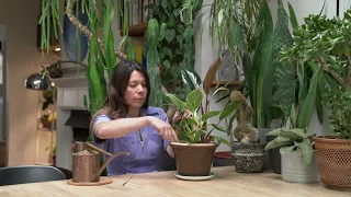 How to water your house plants